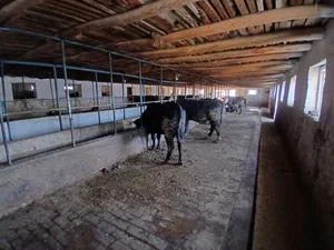 Фото 7 Дом в Кибрай Аргин Кипчок