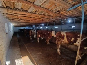 Фото 8 Дом в Кибрай Аргин Кипчок